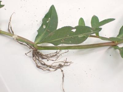 ナガエツルノゲイトウ（節から発根）