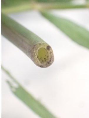 ナガエツルノゲイトウ（茎断面）