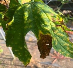 病徴が進行し縁が枯れた葉の画像