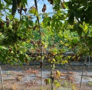 症状が進行した株の画像