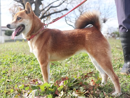 ちゃちゃのからだ写真2