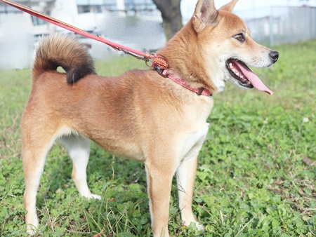 ちゃちゃのからだ写真3