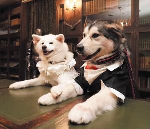 ロックハート城と犬の写真