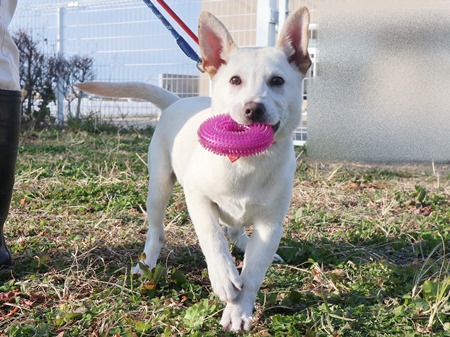 ニーロのからだの画像２