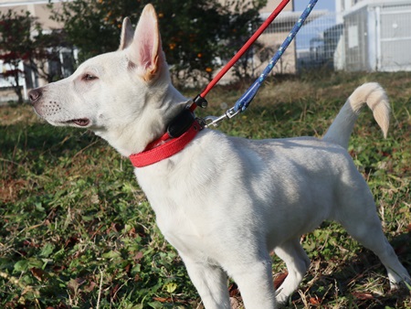 ニーロのからだの画像３