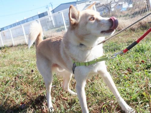 ピノワからだ写真2