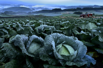 群馬県知事賞「キャベツ生誕の地」の写真