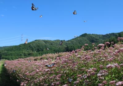 群馬県観光物産国際協会理事長賞「日向の花畑」の写真
