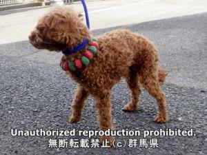 保護している犬の横側の写真