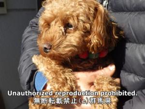 保護している犬の写真正面