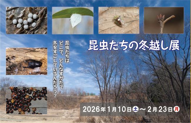 昆虫たちの冬越し展