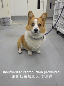 保護している犬の写真1