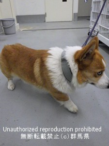 保護している犬の写真2