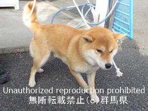 保護している犬の写真1