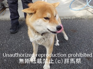保護している犬の写真2