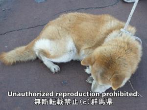 保護している犬の横側の写真