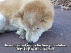保護している犬の写真正面