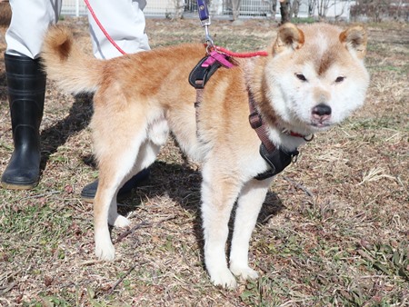 にっきぃのからだ写真2