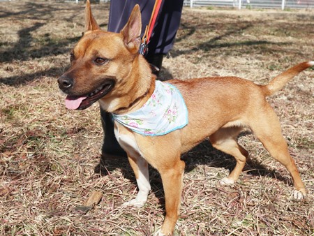 ディンゴからだ写真