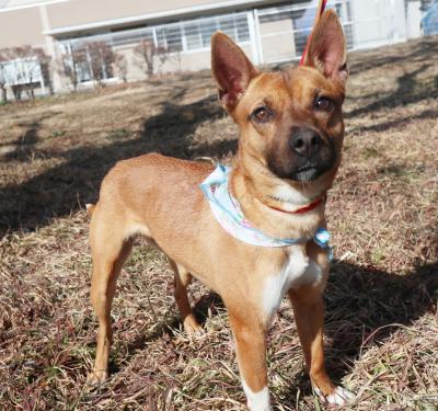 ディンゴからだ写真3