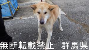 保護している犬の写真1