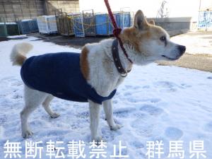 保護している犬の写真2