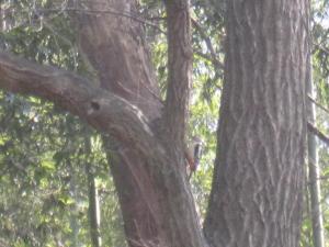 アカゲラが木にとまっている姿