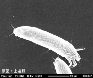 電子顕微鏡写真 (提供:法政大学 植物医科学研究センター)