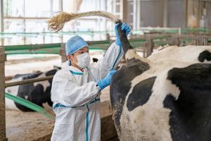 獣医師2（令和7年度）業務写真1