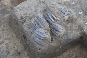 出土したウマの歯をアップで写した写真