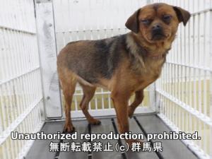 保護している犬の横側の写真