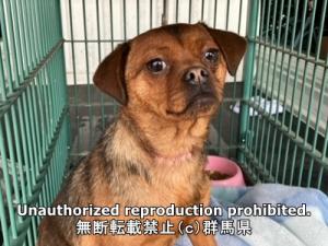 保護している犬の写真正面写真