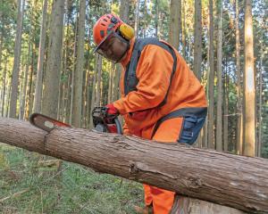 環境森林コース　作業写真