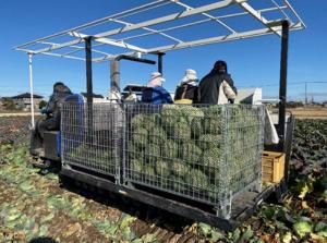 大型作業機（キャベツ収穫機）の画像