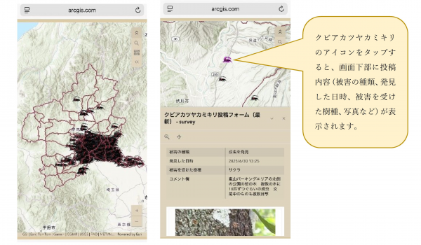 ぐんまクビアカネット(スマートフォン画面)