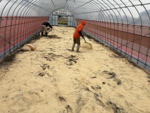 米ぬか、もみ殻を散布している写真