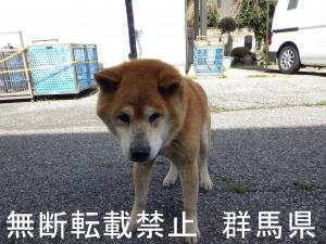 保護している犬の写真1