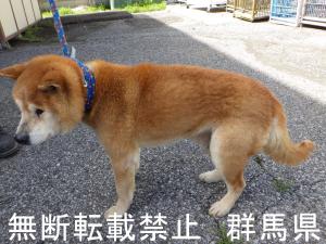 保護している犬の写真2