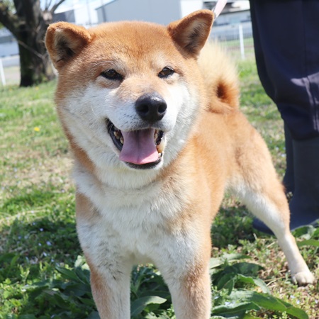 チョップのからだの画像