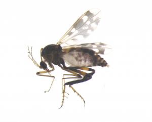 Allohelea zherihhini