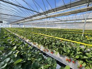 斉藤農園圃場の写真