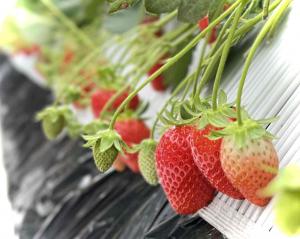 イチゴ栽培の写真