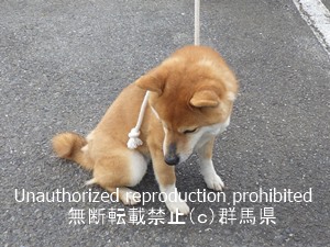 保護している犬の写真1