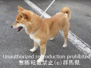 保護している犬の写真2