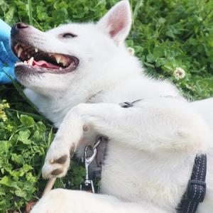 収容犬の顔写真