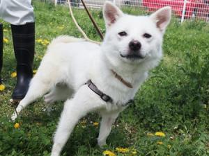 収容犬の横写真