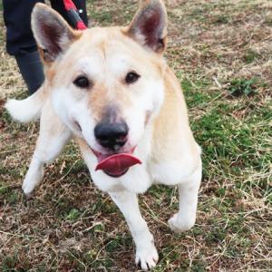 収容犬の横写真