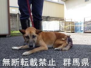 保護している犬の写真1