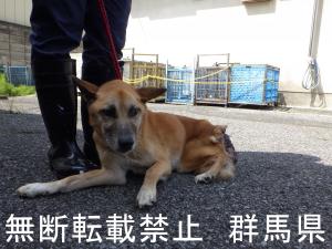 保護している犬の写真2