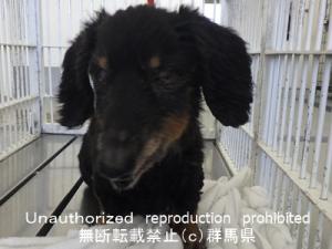 収容犬写真１